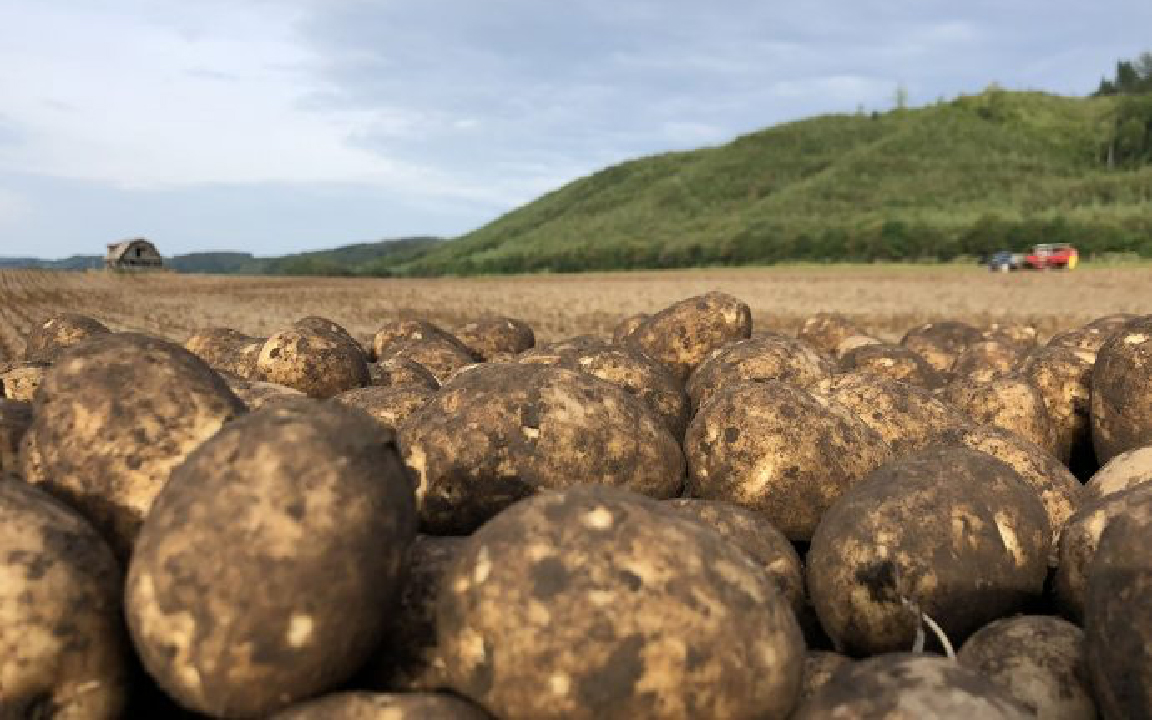北海道のじゃがいも畑
